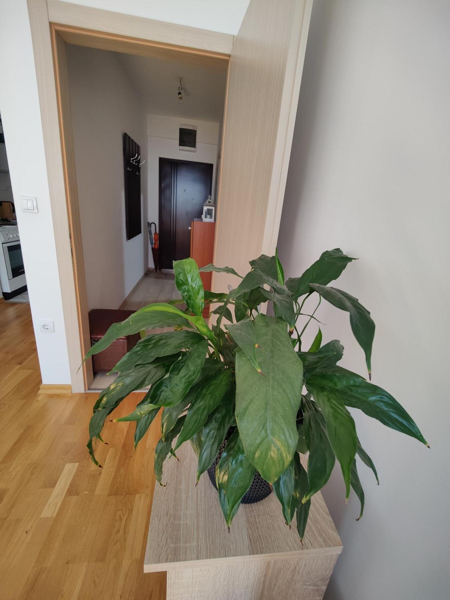 Apartman Aleksic Ni Exteriér fotografie
