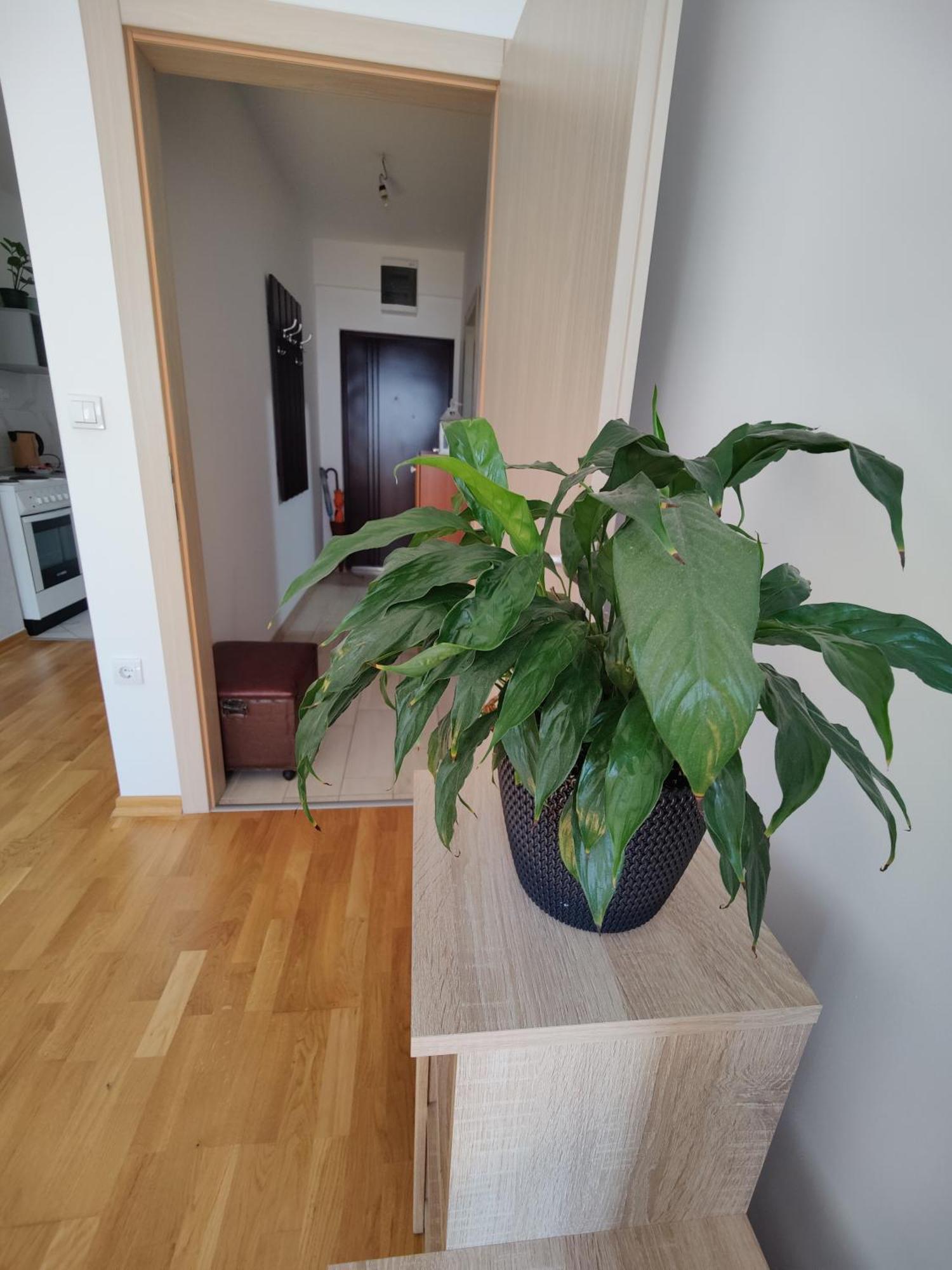 Apartman Aleksic Ni Exteriér fotografie